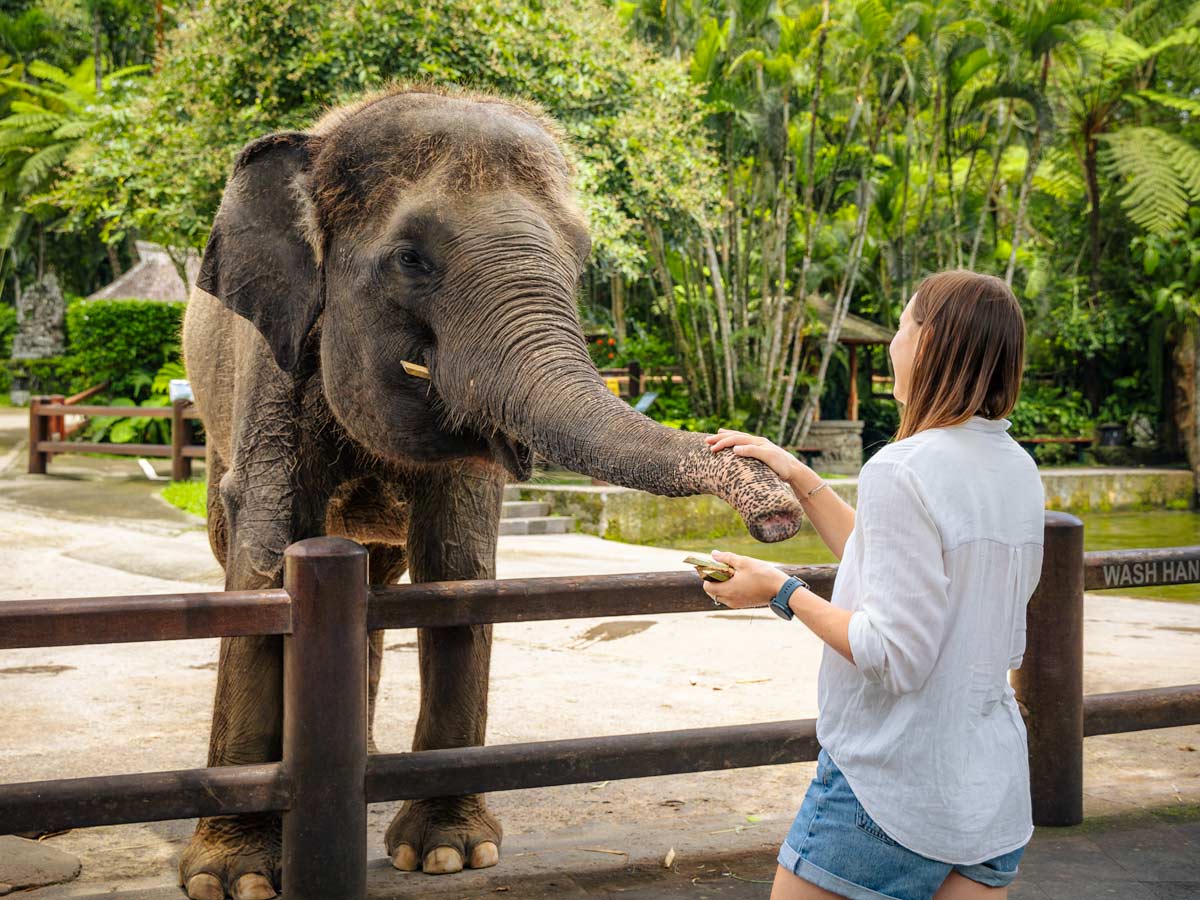 Elephant Safari 04