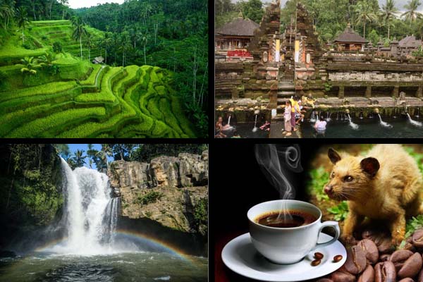 Ubud Rice Terrace and Waterfall Tour